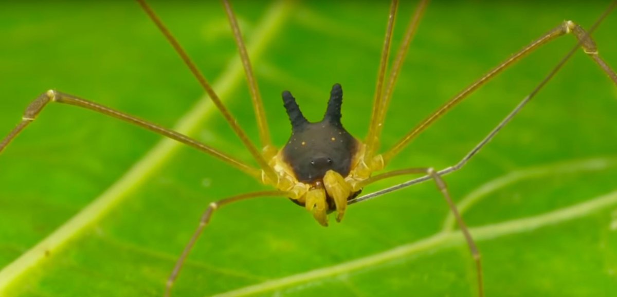 Паук Банни сенокосец