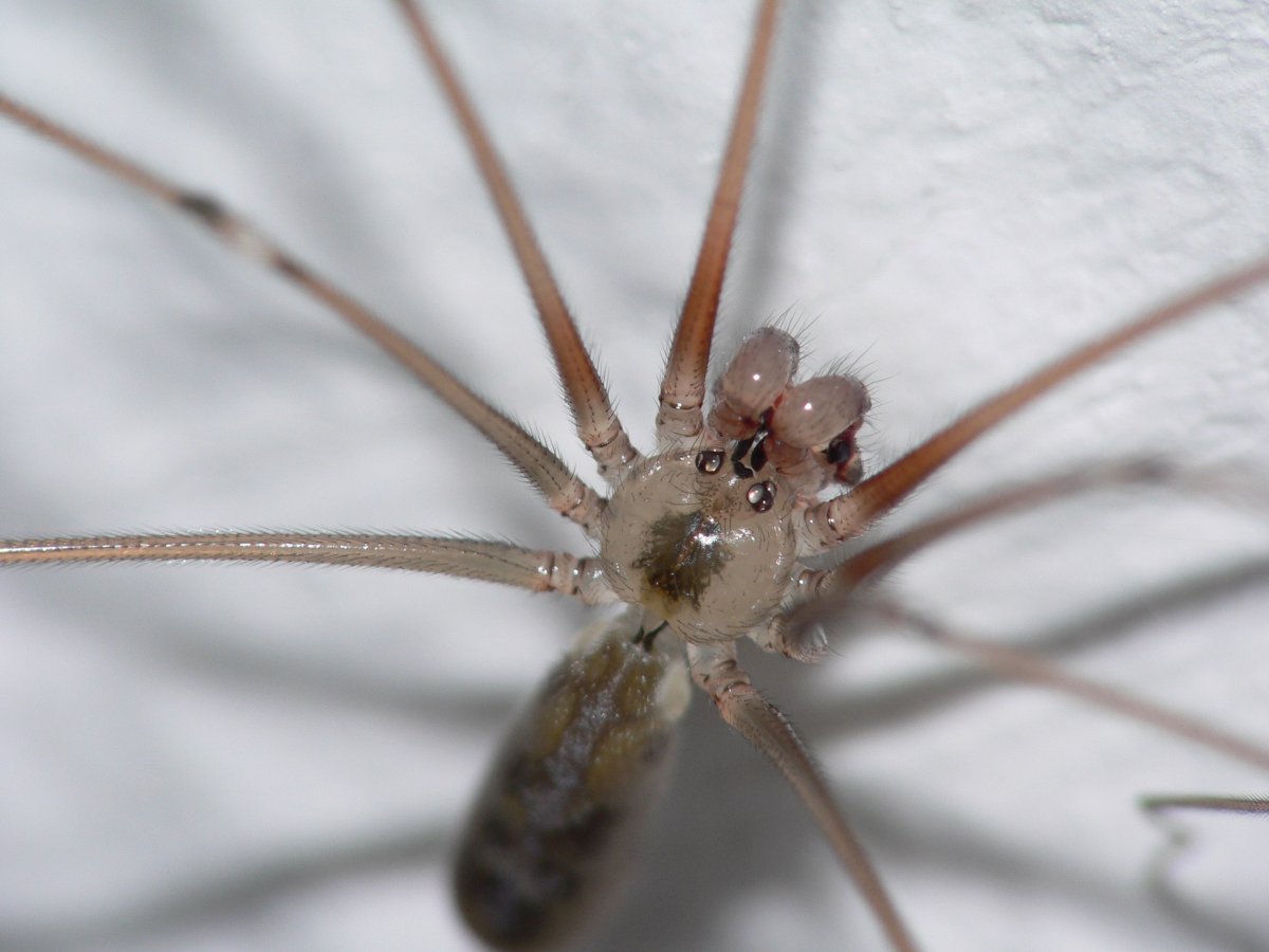 Сенокосцы пауки Pholcus phalangioides