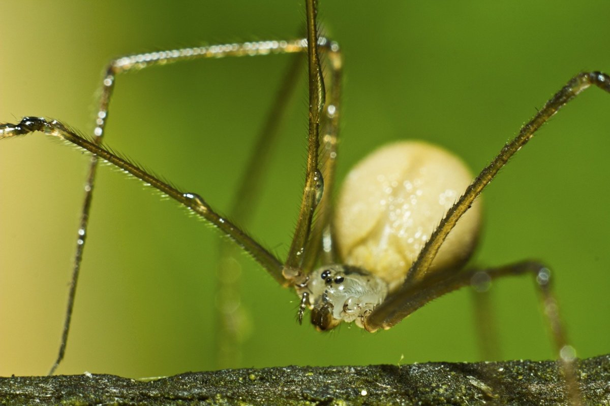 Сенокосец обыкновенный