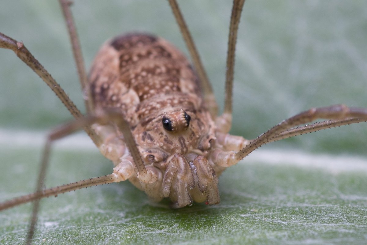 Pachyloidellus Goliath сенокосец