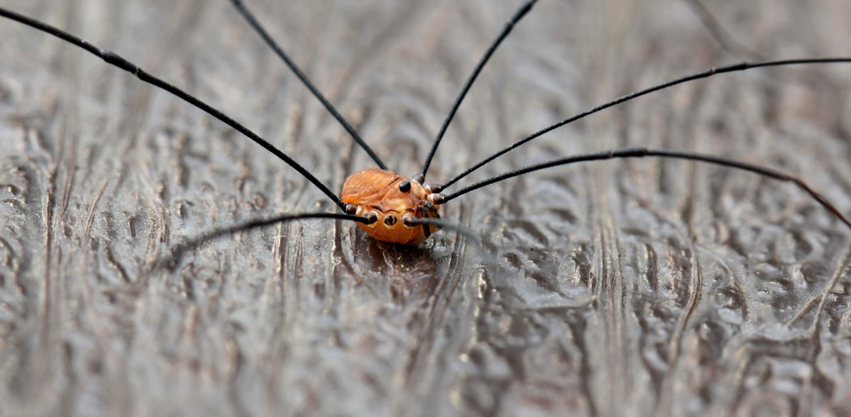 Паук сенокосец гнездо