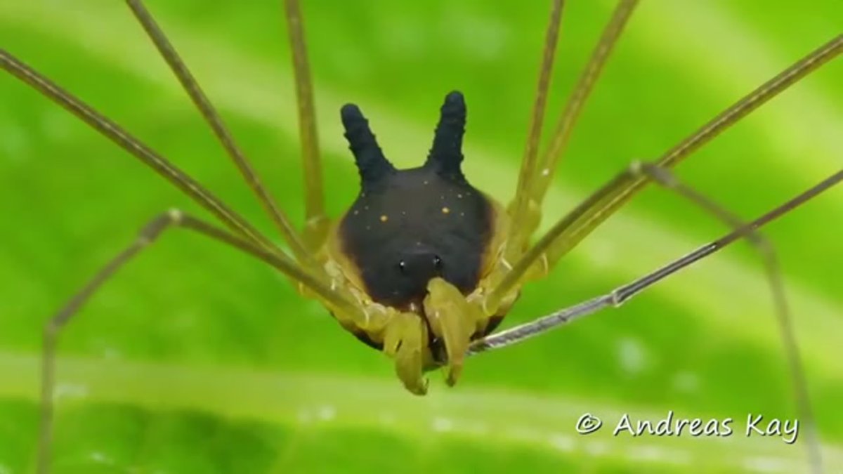 Паук сенокосец на английском