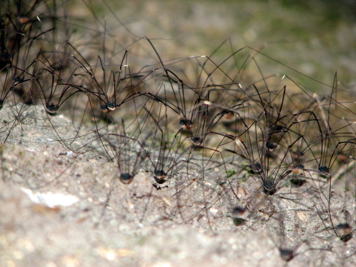 Паук косиножка гнездо