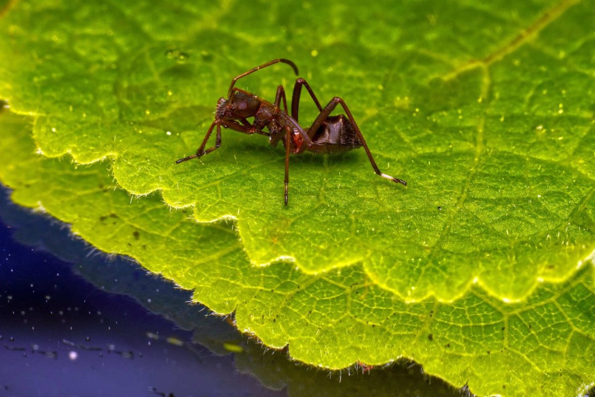 Муравей на листке