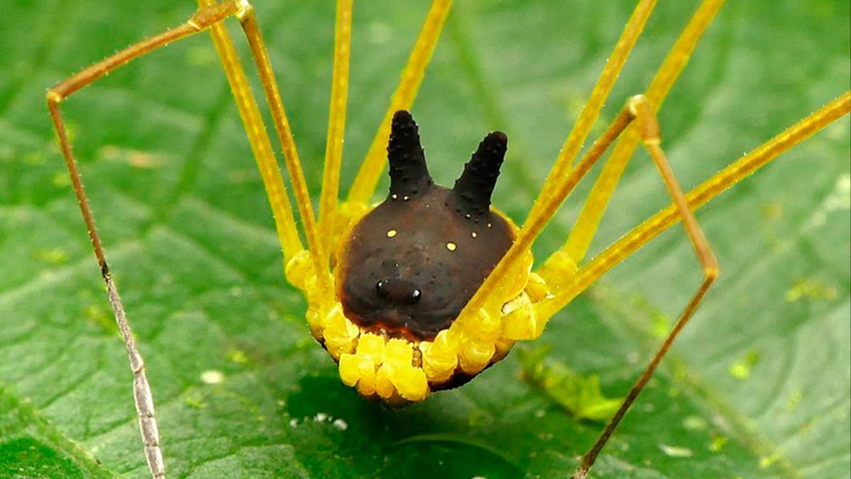 Жук сенокосец