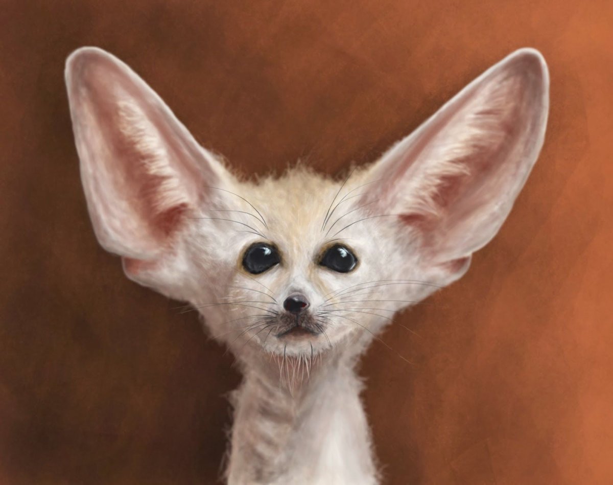 Рампиндаш Ушастый