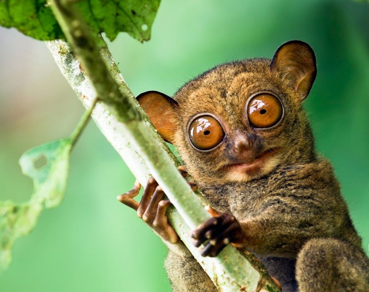 Суматранский долгопят