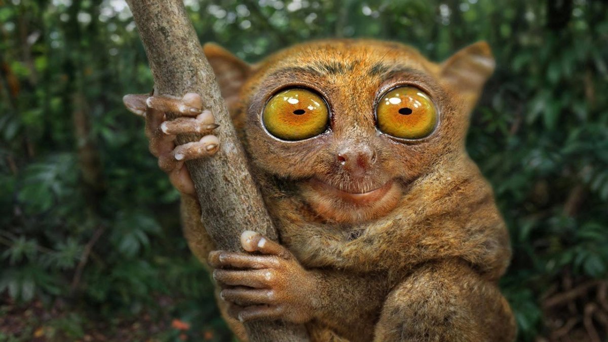 Лемур долгопят животные