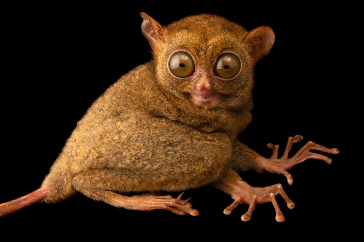 Сумчатый долгопят