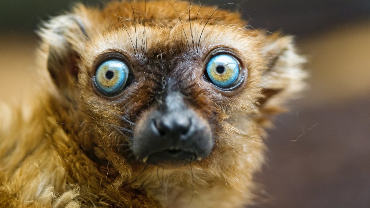 Мадагаскарский Пучеглазый лемур