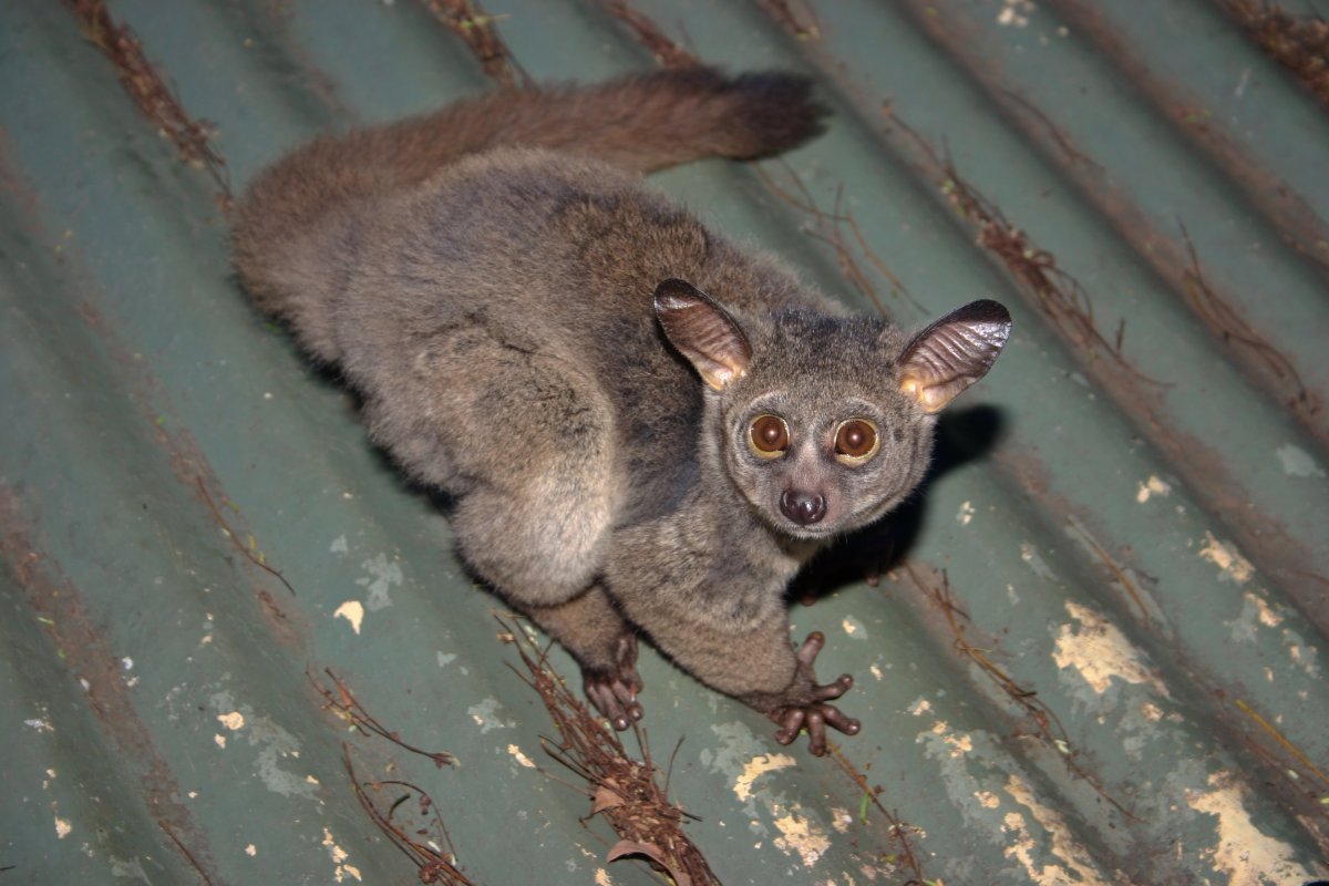 Занзибарский галаго