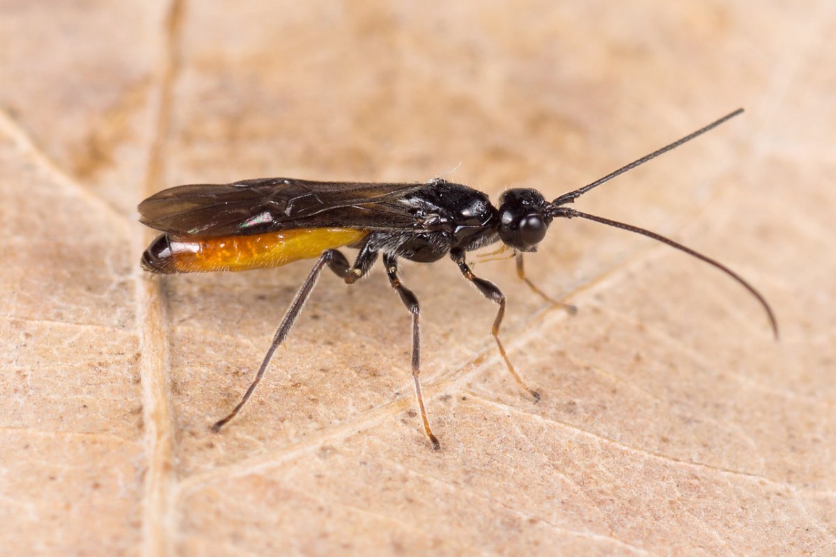 Насекомое с длинным телом