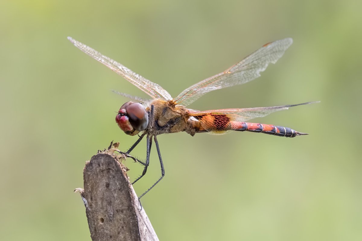 Austrophlebia costalis