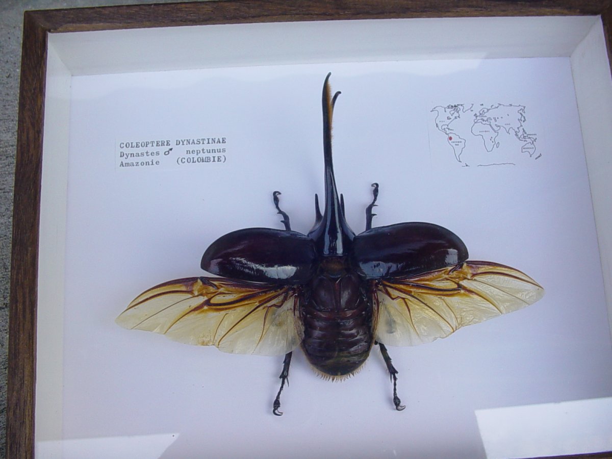 Dynastes Hercules в рамке