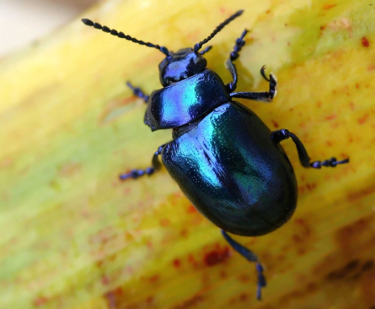 Черный Листоед Жук Листоед
