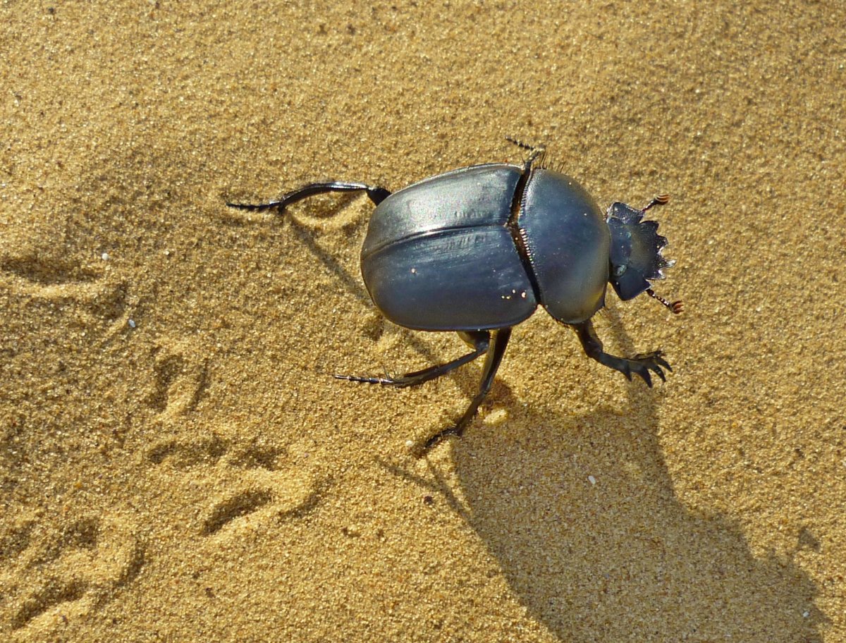 Жук навозник Египет