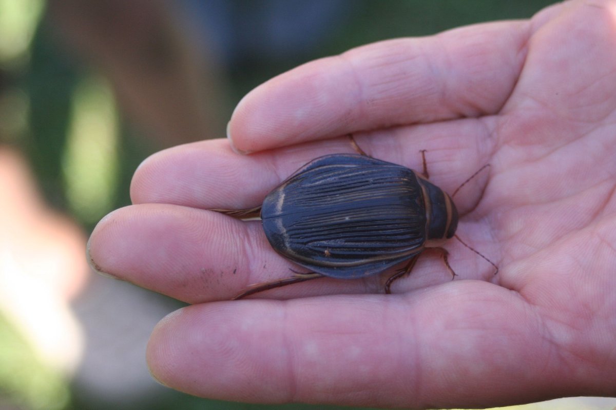 Dytiscus Latissimus