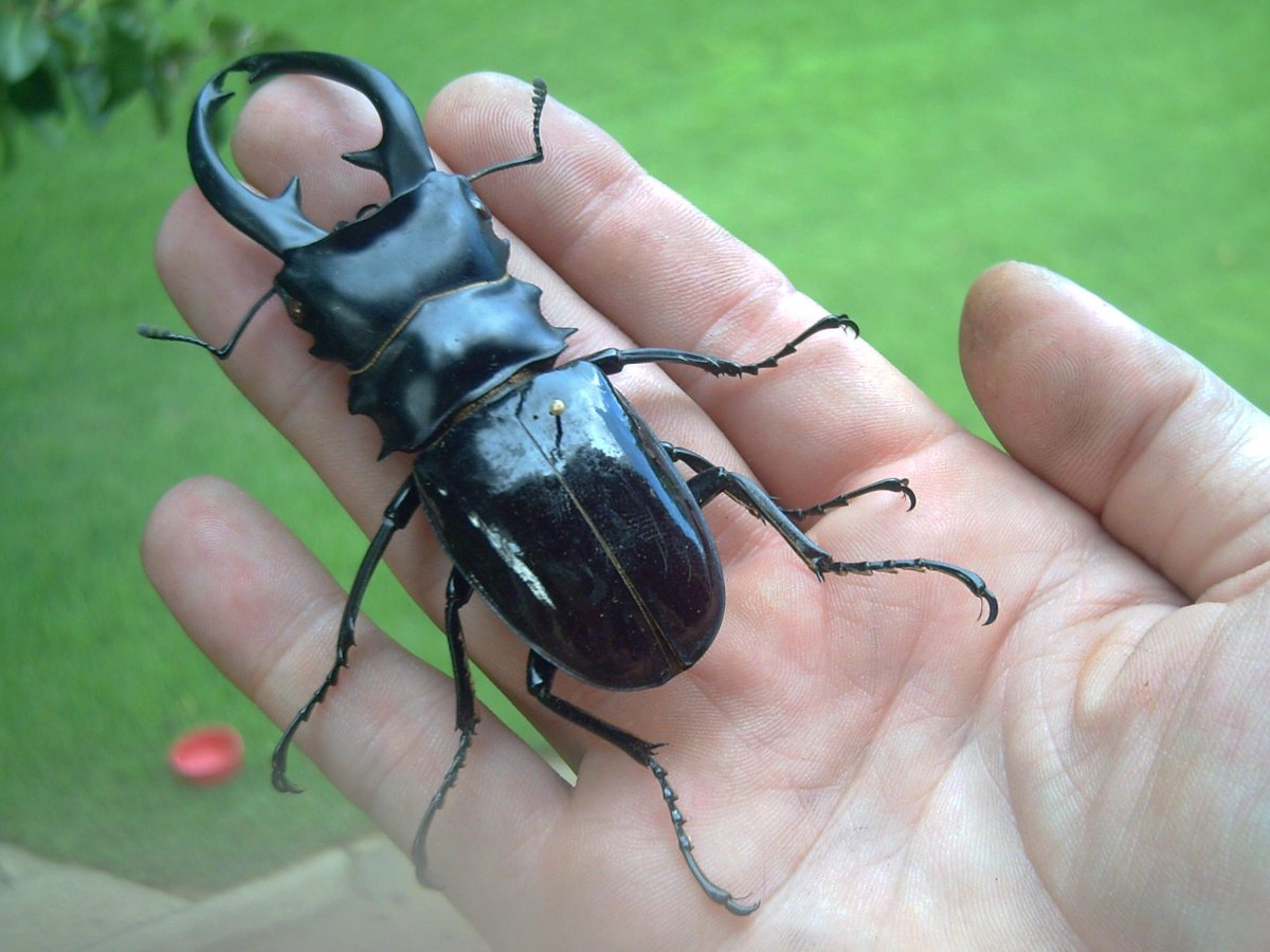 Giant Beetle
