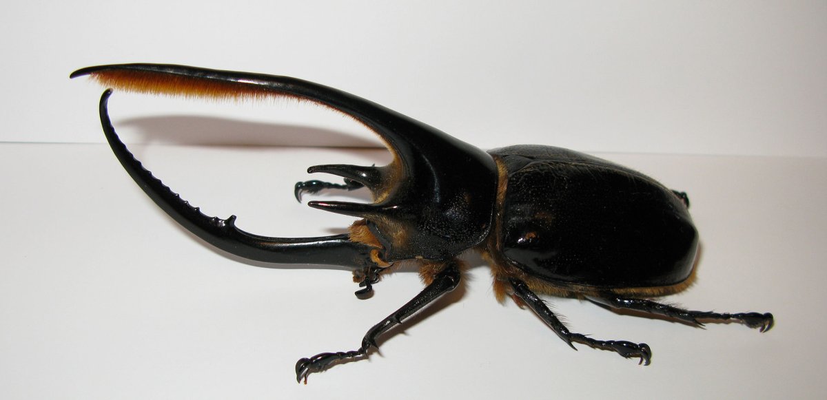 Жук Dynastes Neptunus