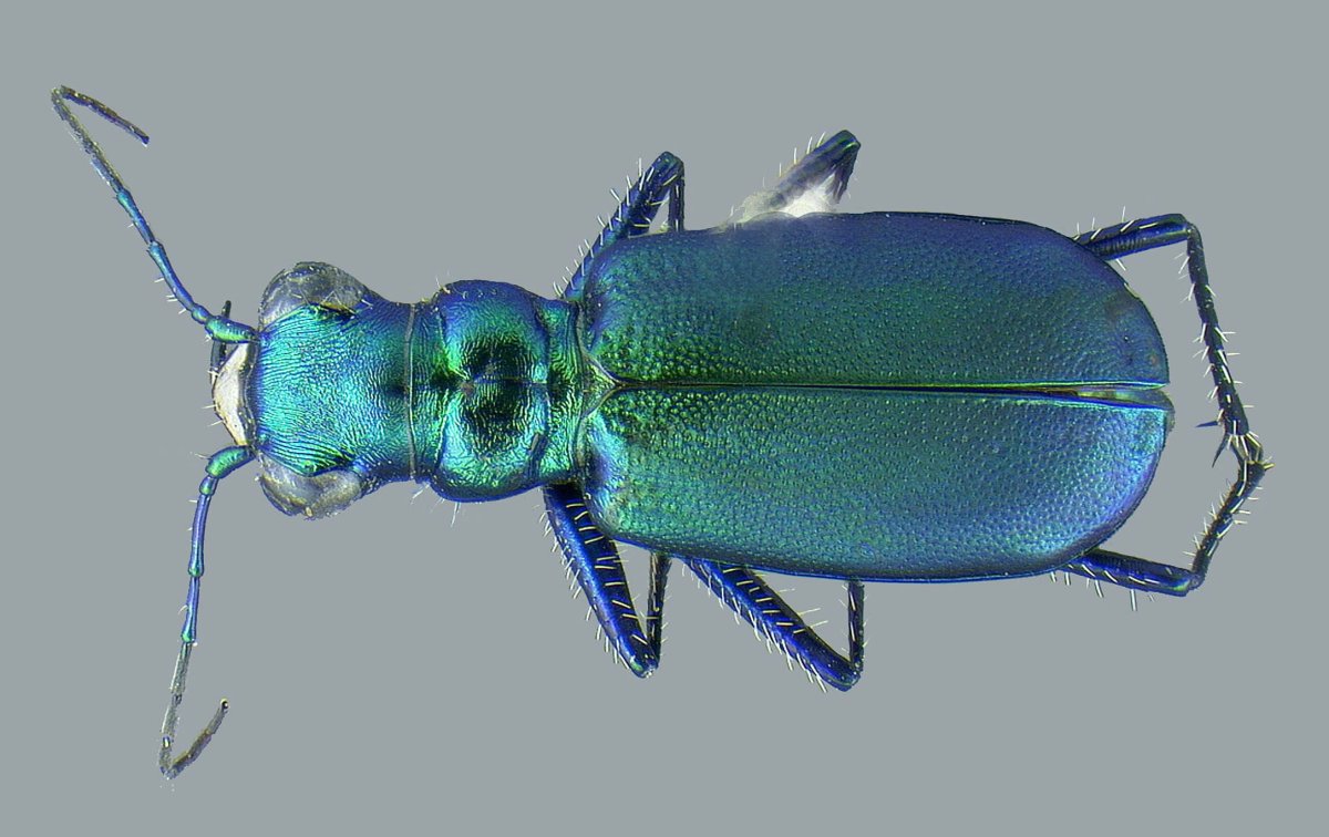 Tiger Beetle (Cicindela hybrida)