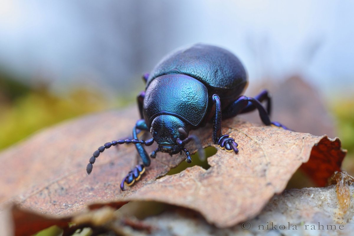 Жук Листоед черный