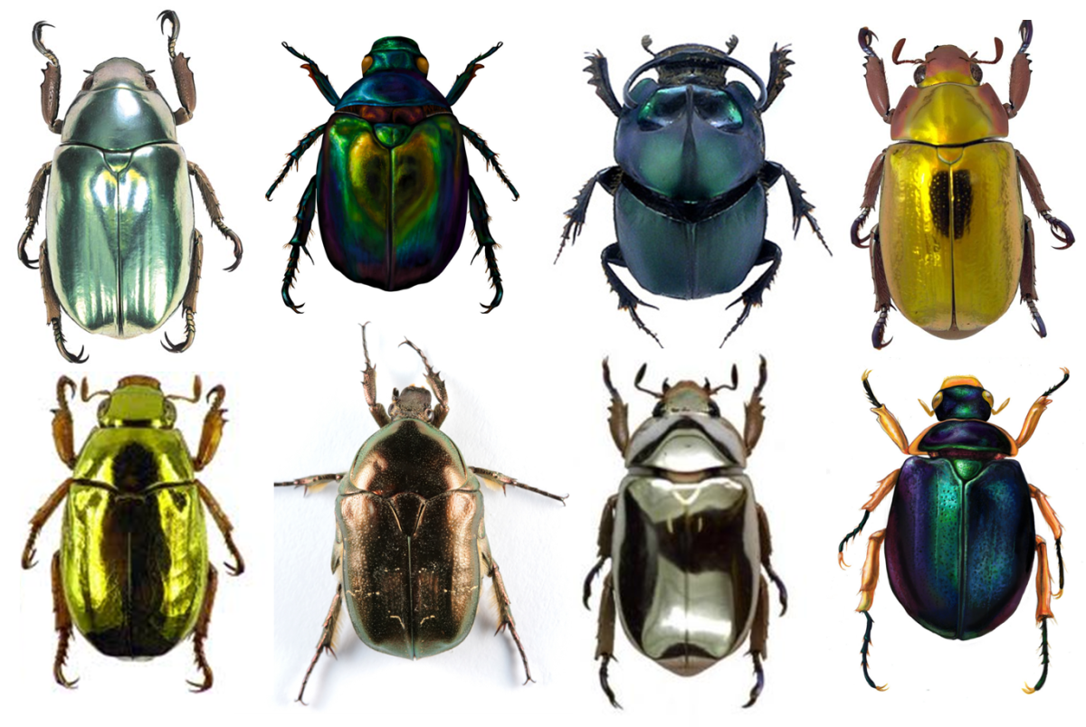 Жук Chrysina resplendens