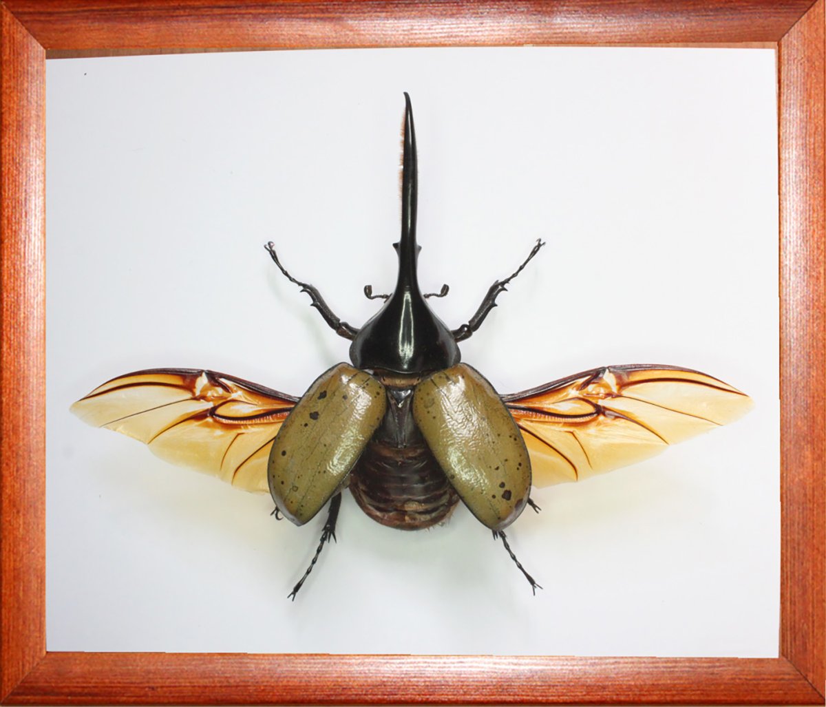 Dynastes Hercules Hercules