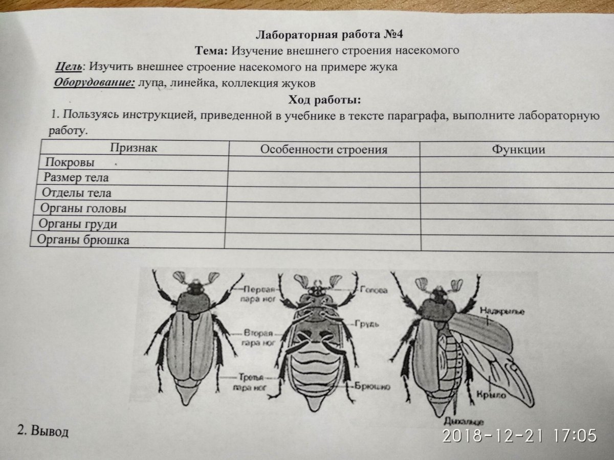 Лабораторная работа изучение строения насекомых