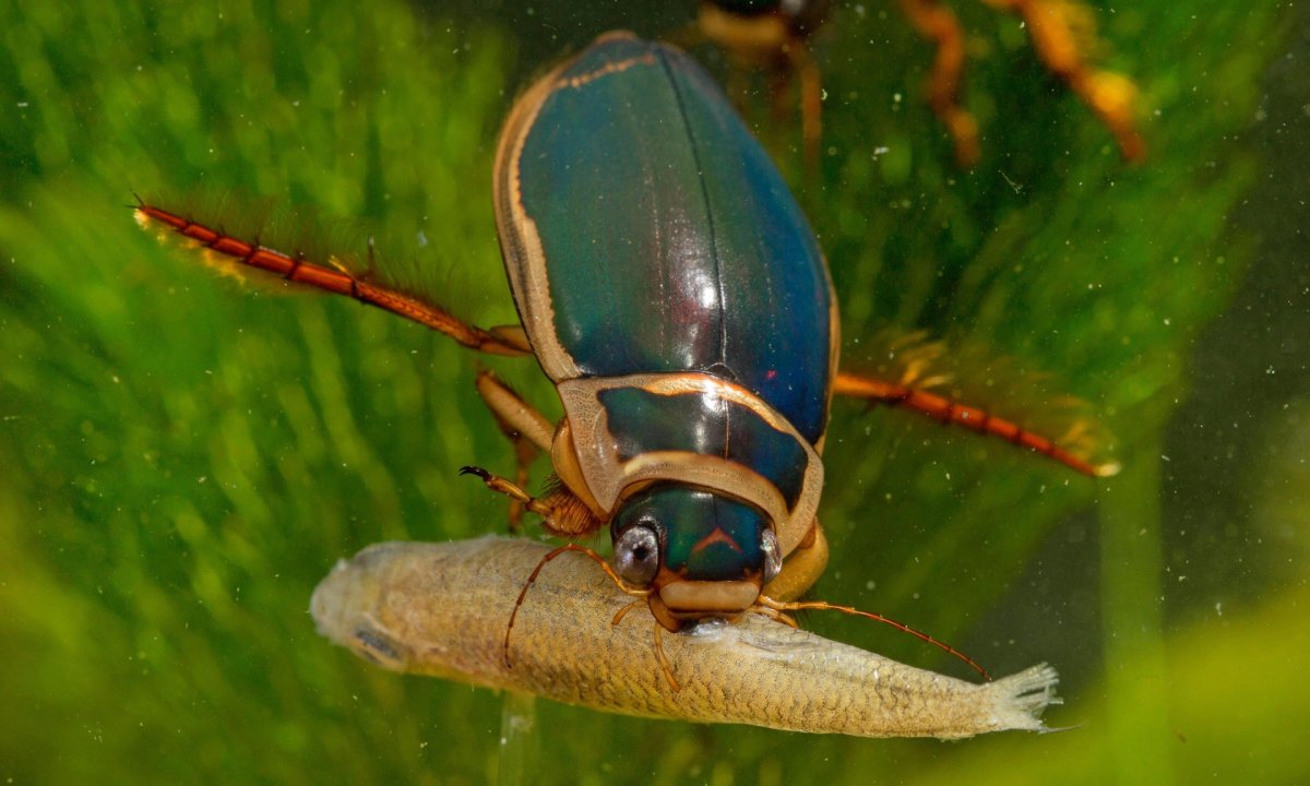 Жук-плавунец хищник