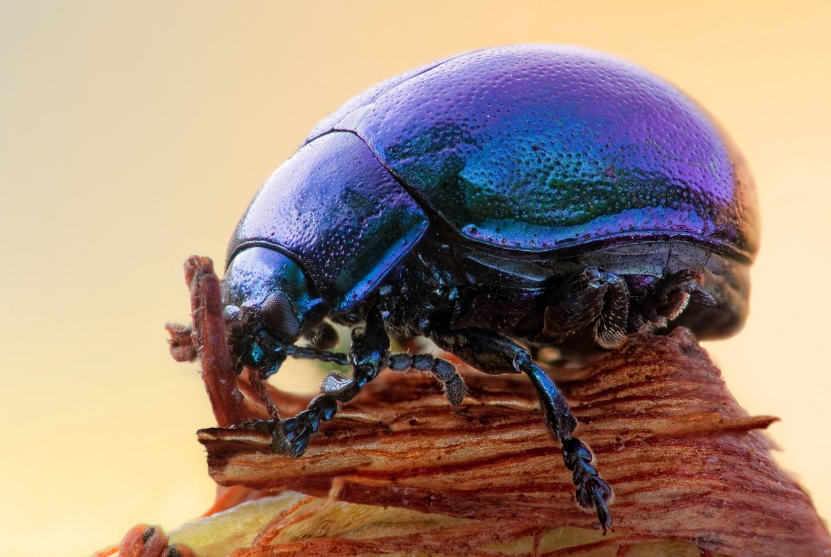 Планета Жук