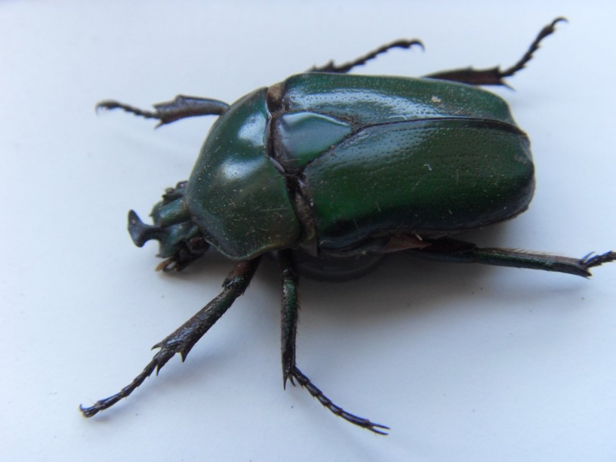 Зеленый Жук с усами 5-10см Тамбовская область