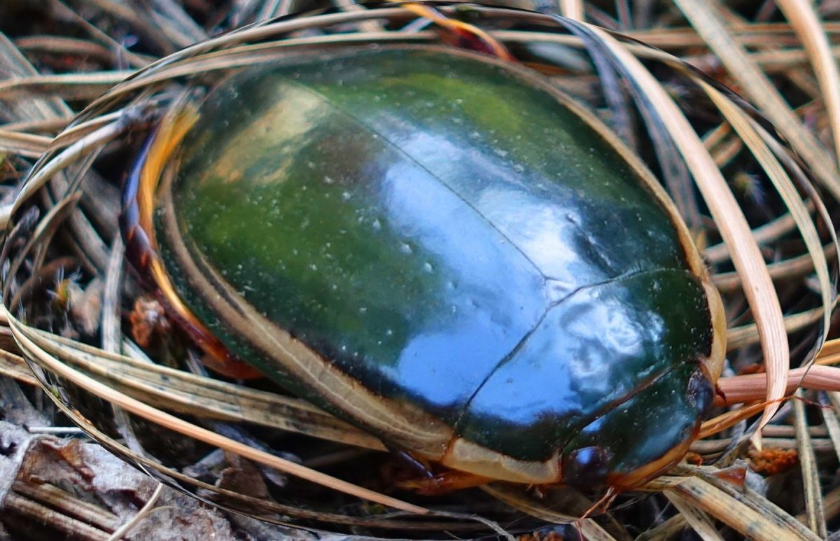 Жук плавунец гигантский