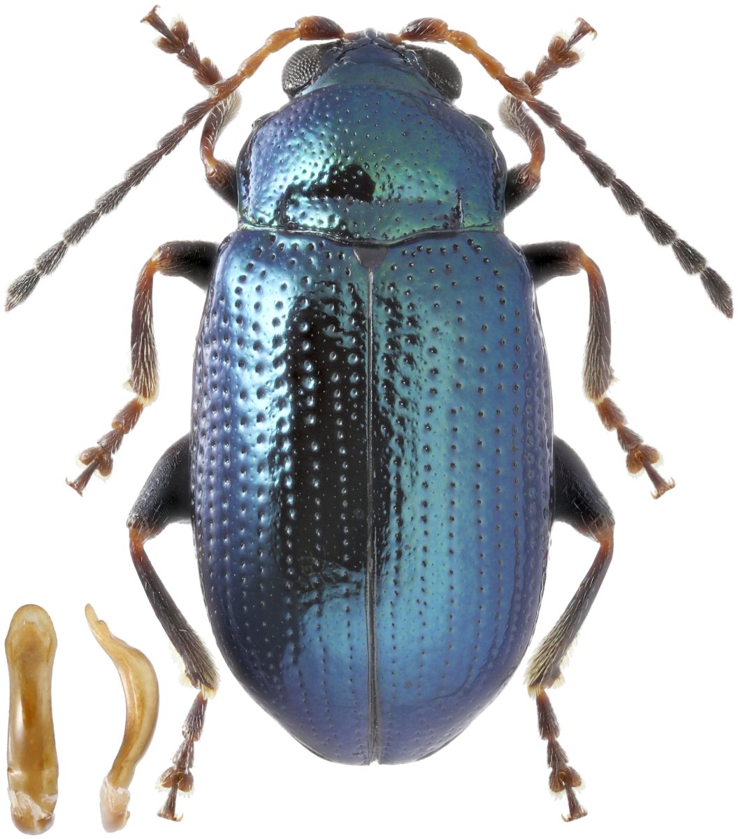 Жуки России