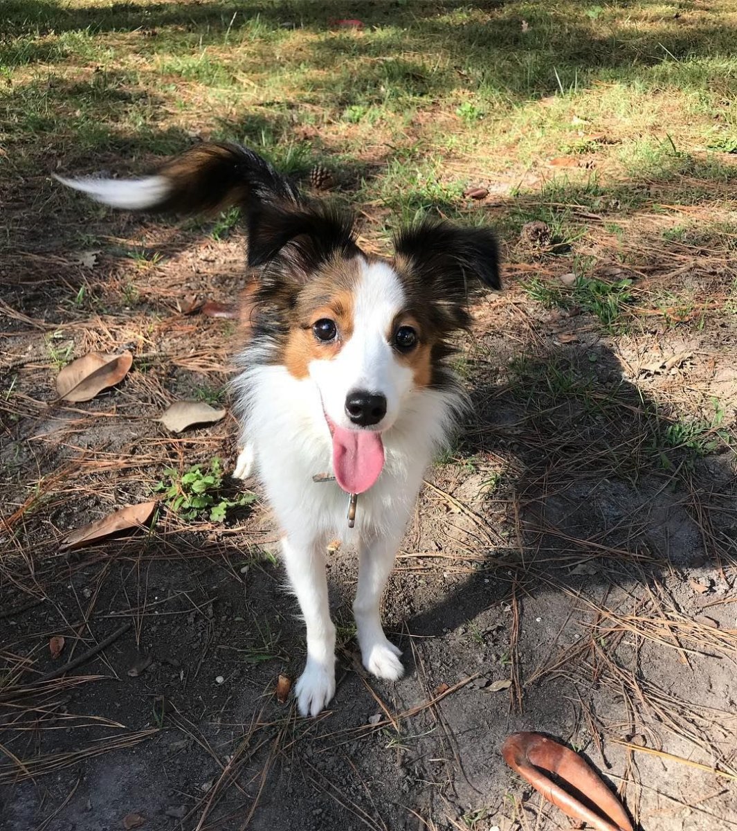 Метис корги и шелти