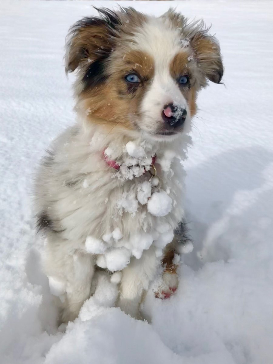 Австралийская овчарка и корги