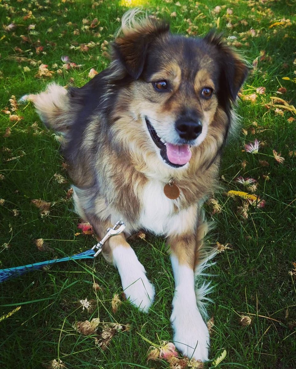 Австралийская овчарка и корги