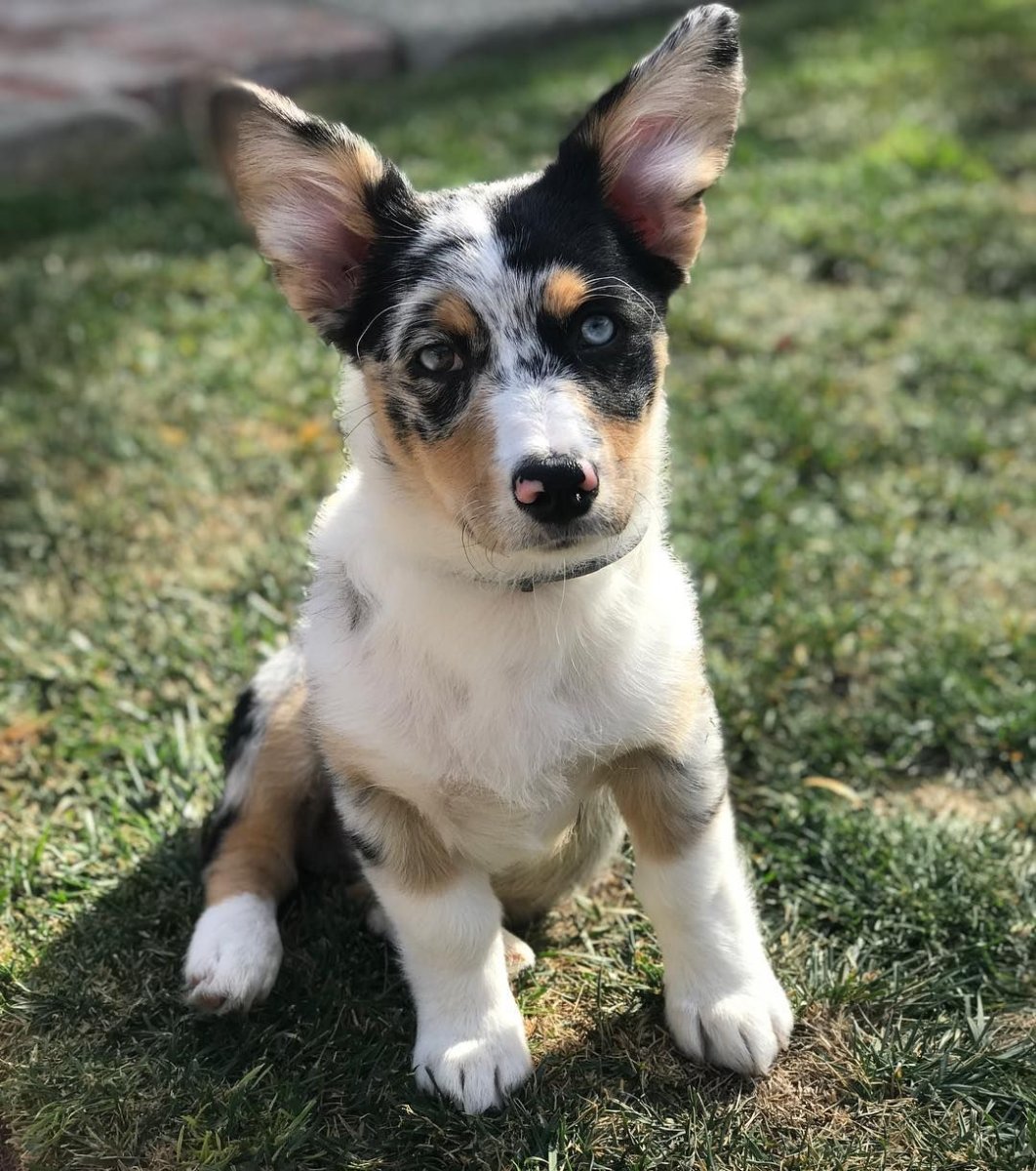 Метис корги и аусси