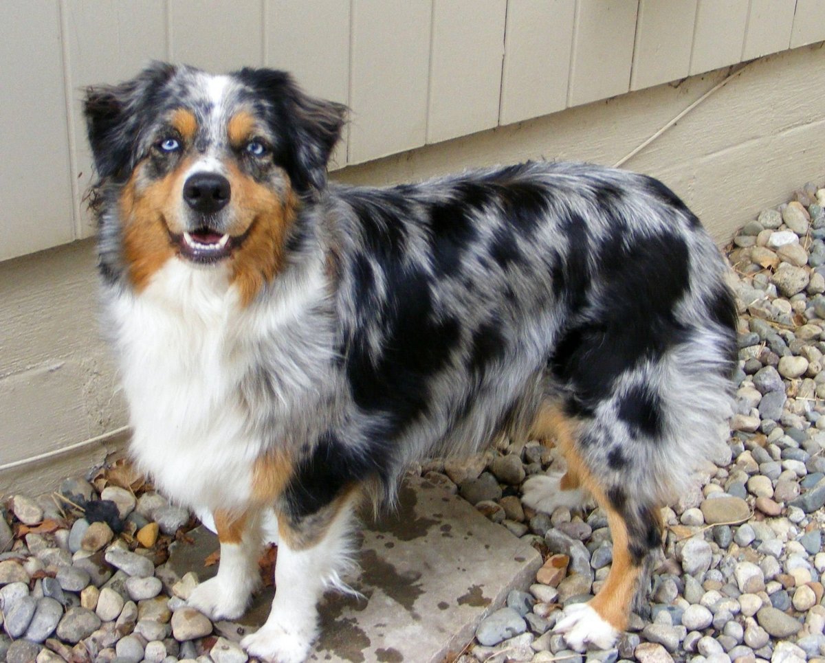 Австралийская овчарка аусси метис