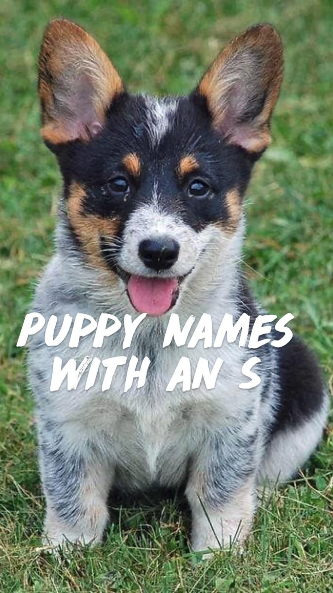 Австралийская овчарка и корги