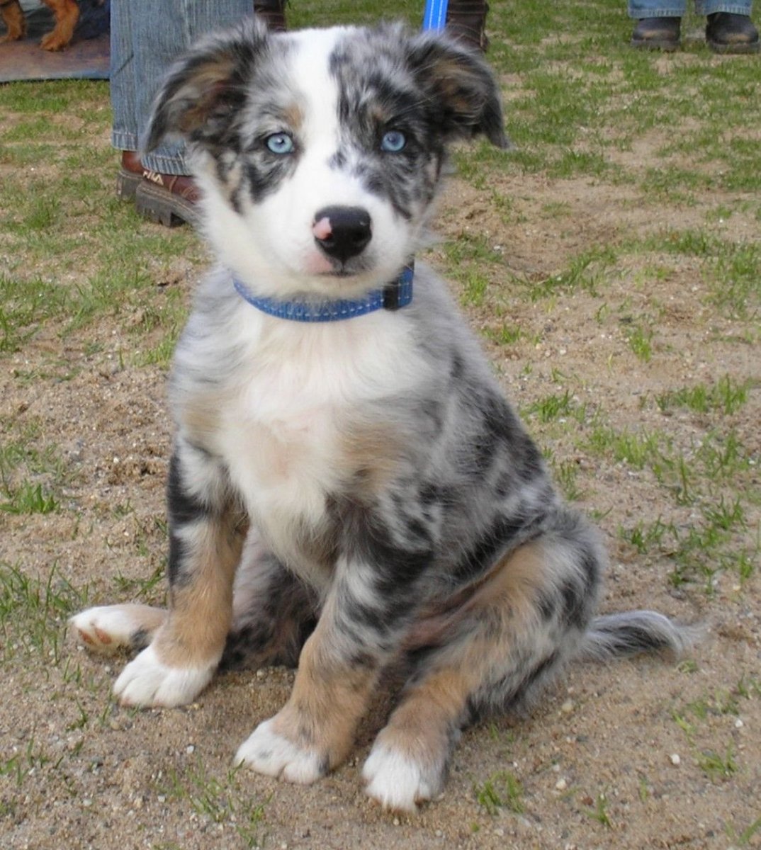 Австралийская овчарка и хаски помесь