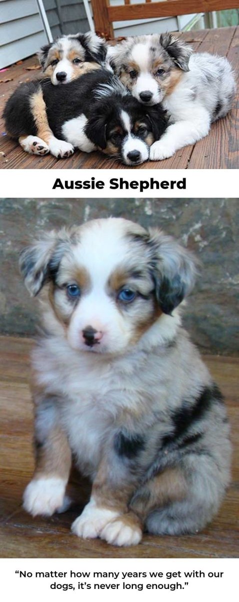 Щенок австралийской овчарки 2 месяца