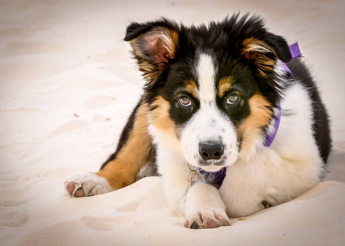 Австралийская овчарка и корги