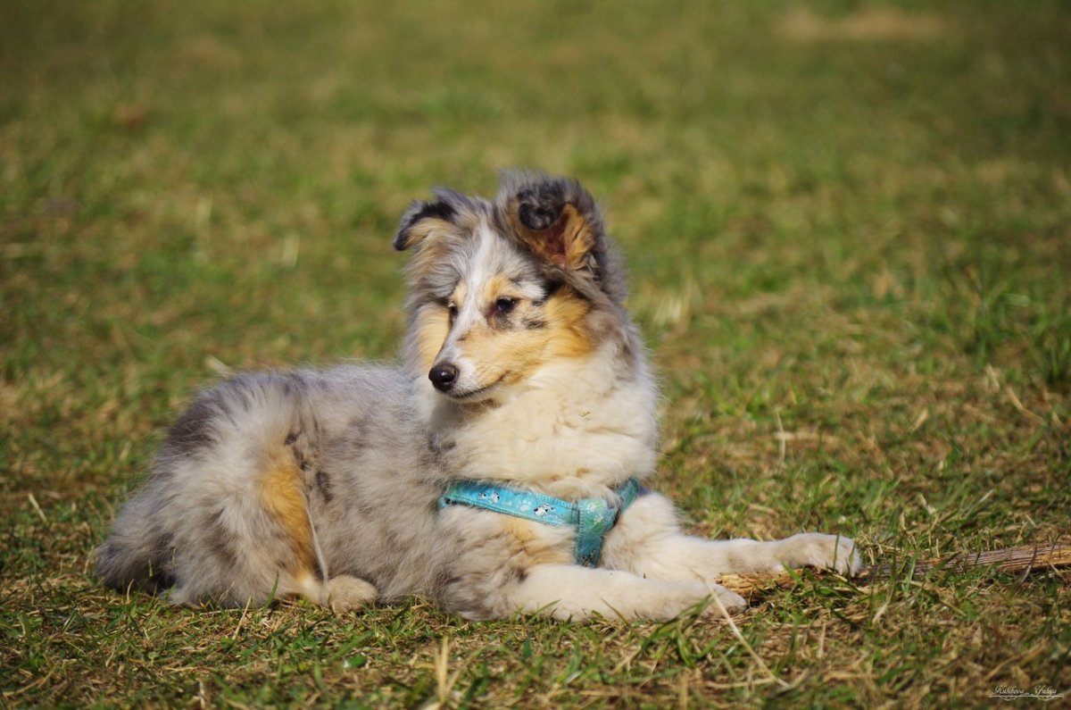 Метис корги и шелти