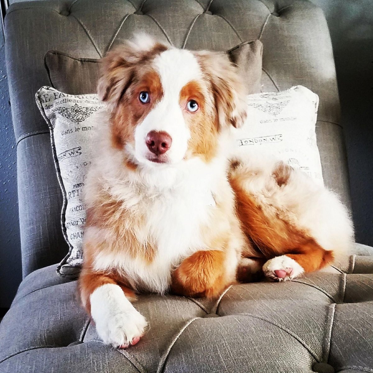 Mini Aussie собака