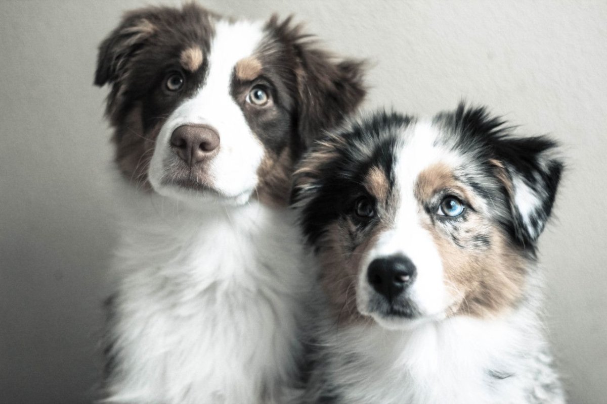 Щенки австралийской овчарки с мамой