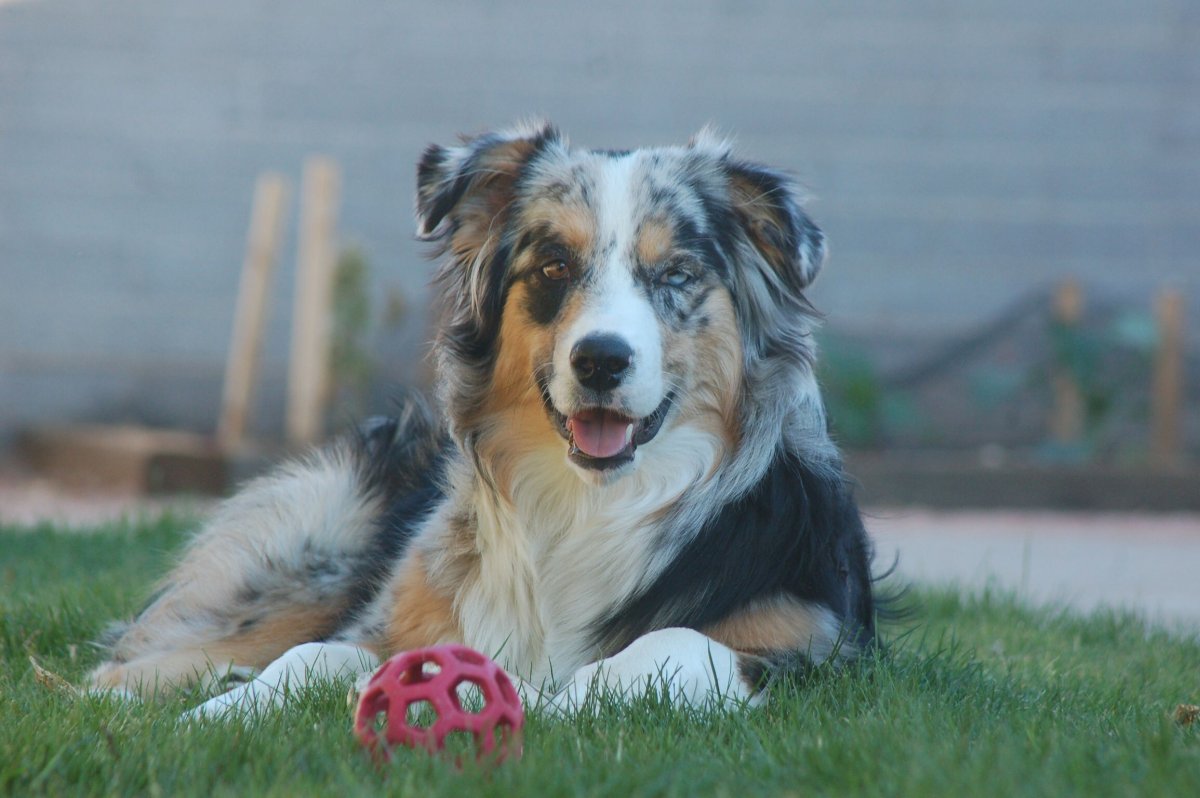 Австралийская овчарка биколор