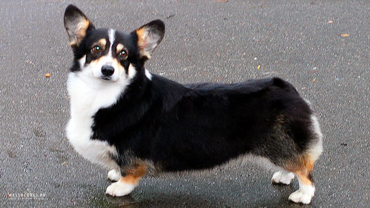 Метис вельш корги