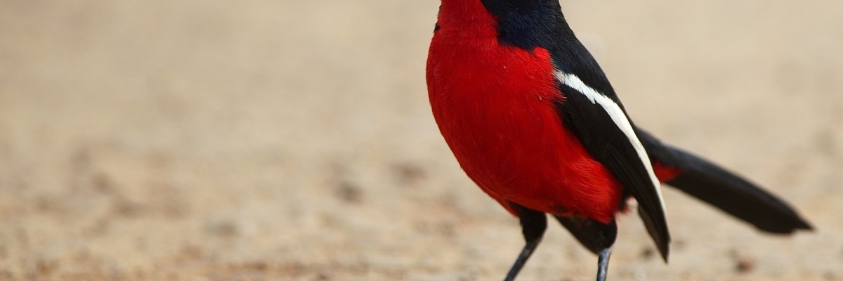 Красная птица с белой грудкой