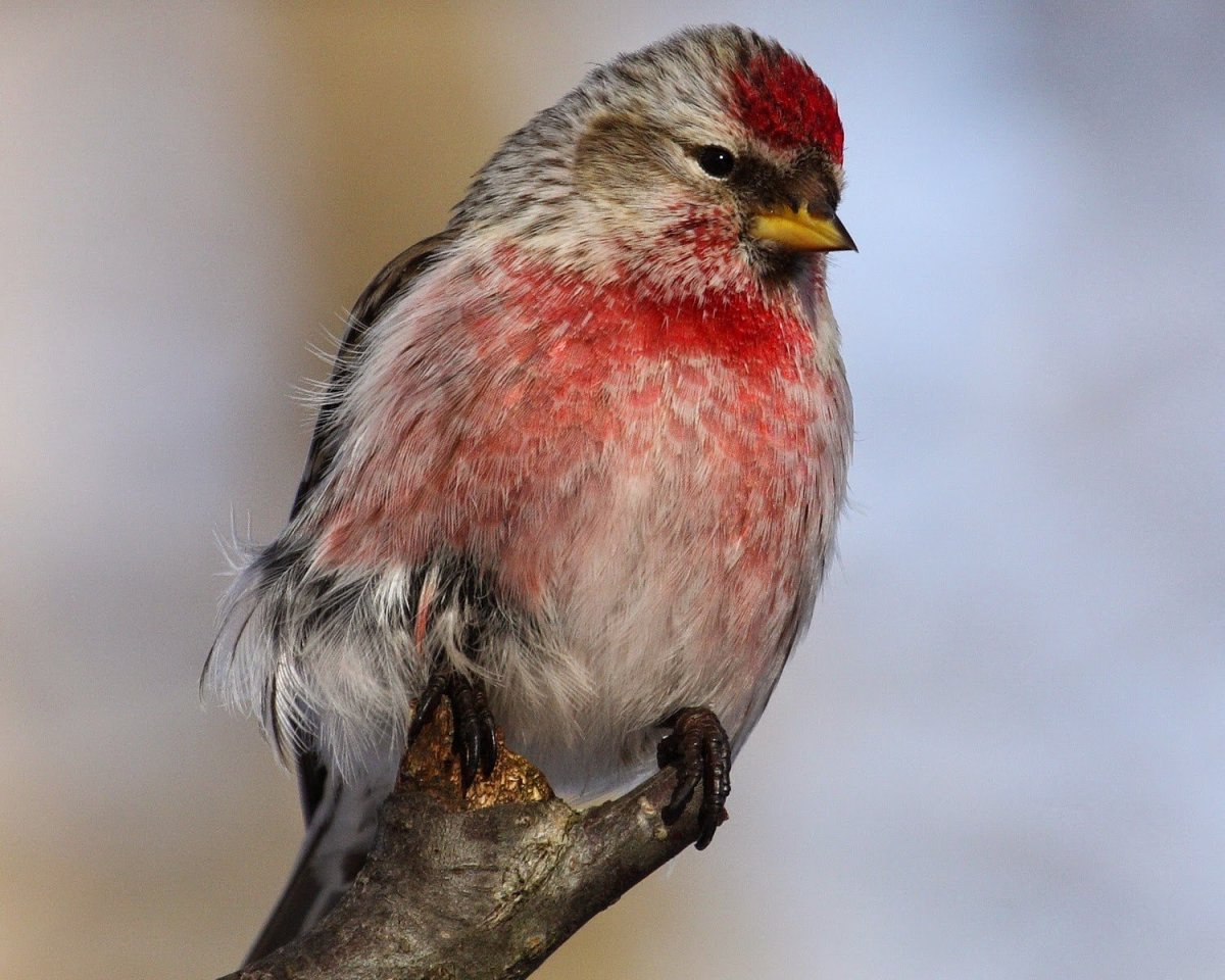 Обыкновенная чечетка птица