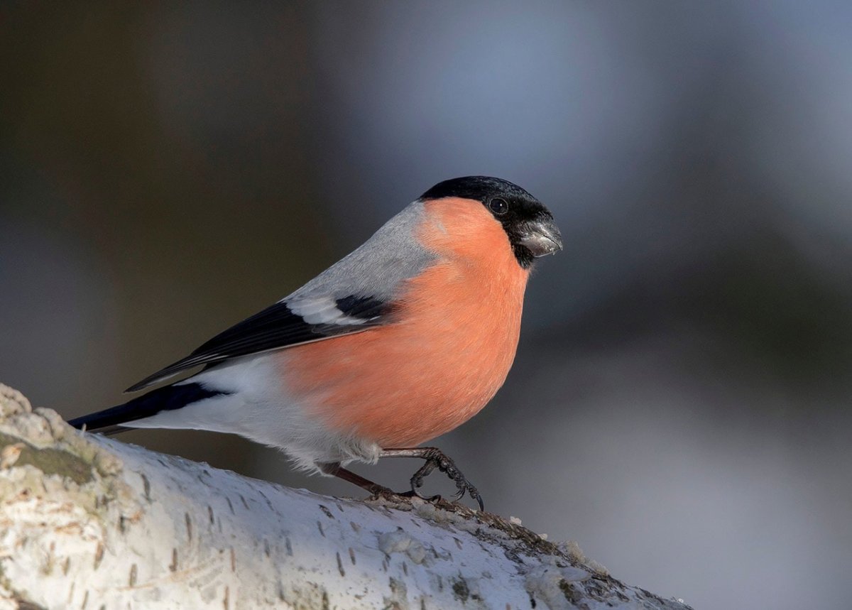 Красногрудые птицы в наших краях